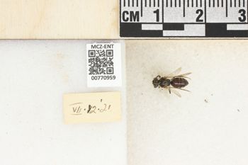 Media type: image;   Entomology 770959 Aspect: Labels